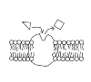        Figure 4.6 
Plasma Membrane Proteins